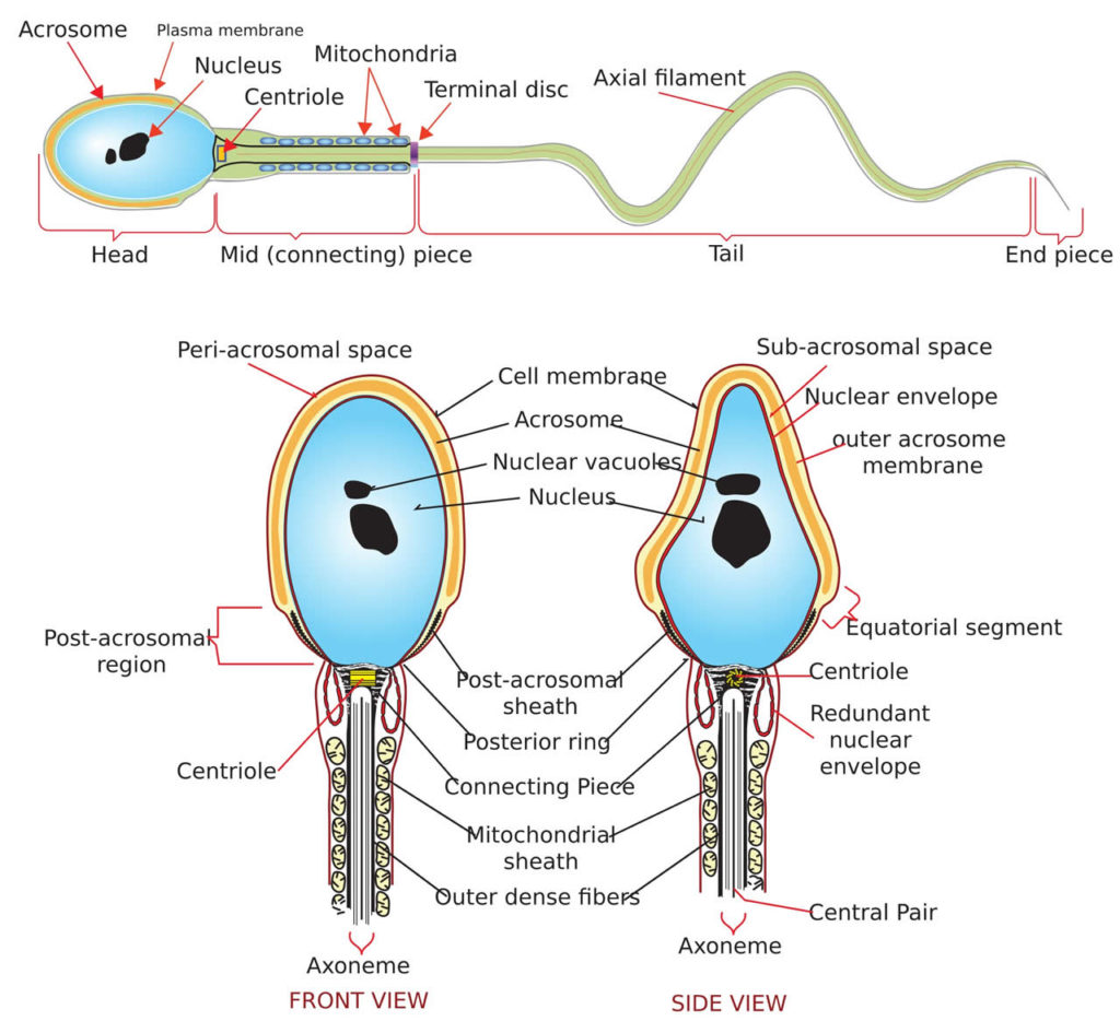 Inside a sperm