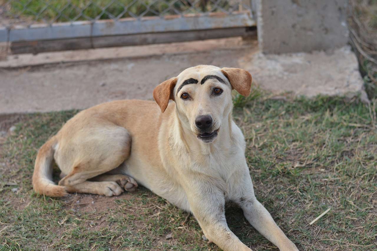 A dog with bad eyebrows