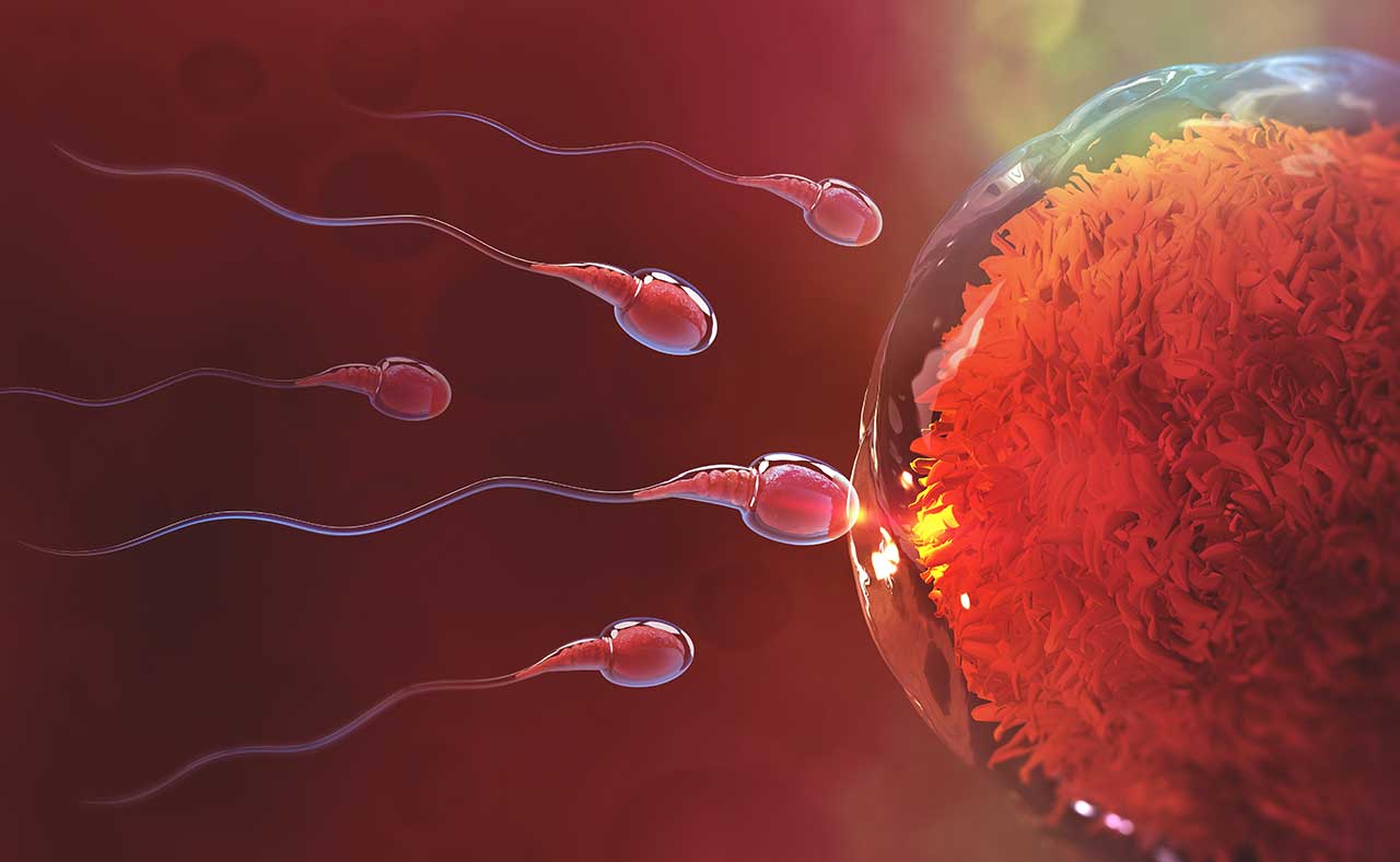 Several sperm competing to fertilize an egg